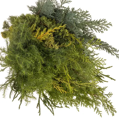 Konifere mix 50cm 350 gramm bund