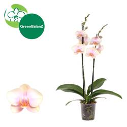 Phal.2-R creme Peaches T12 H055