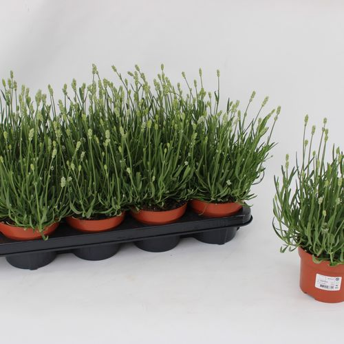 Lavendel Ang. weiss T13 H030