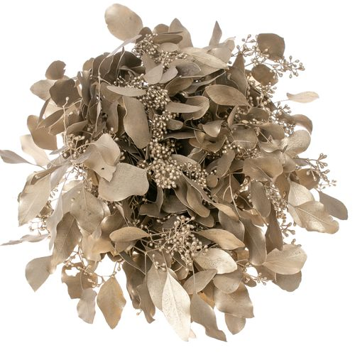 Populus platina Frucht 150 Gramm 50cm