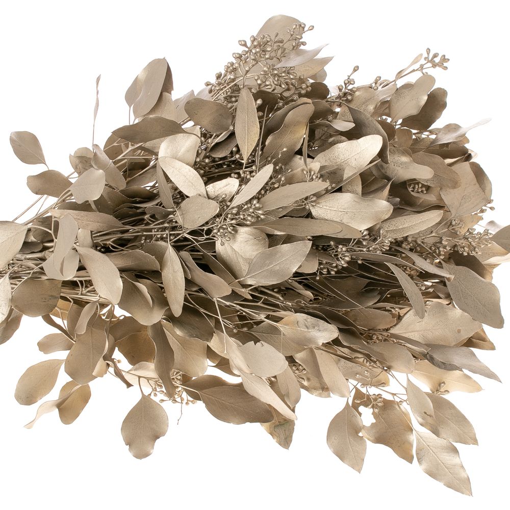 Populus platina Frucht 150 Gramm 50cm