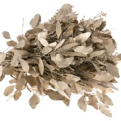 Populus platina Frucht 150 Gramm 50cm