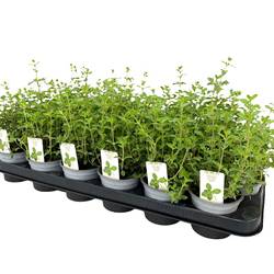 Origanum Vulgare T09 H25