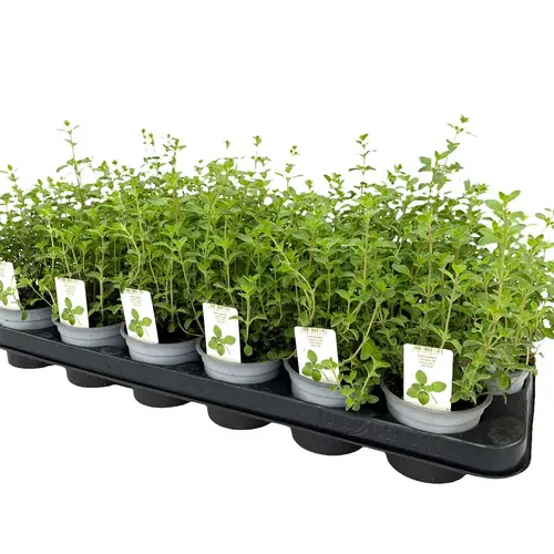 Origanum Vulgare T9 H25