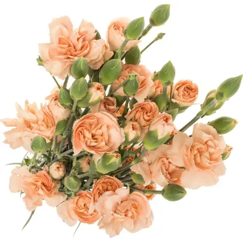 Spraynelke apricot Amelie Peach 60cm X20
