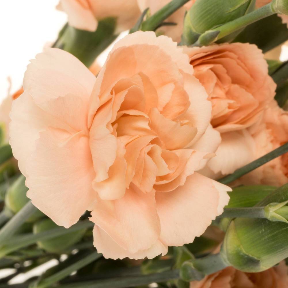 Spraynelke apricot Amelie Peach 60cm X20