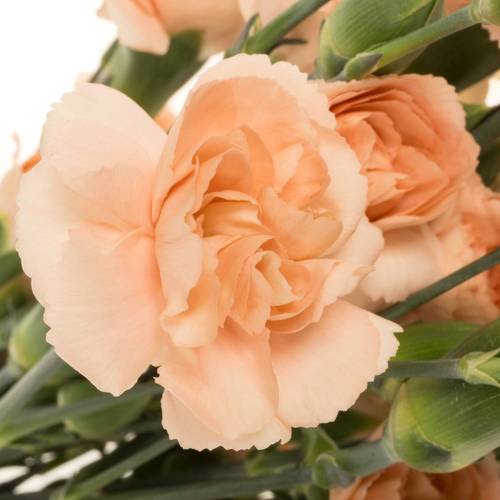 Spraynelke apricot Amelie Peach 60cm X20