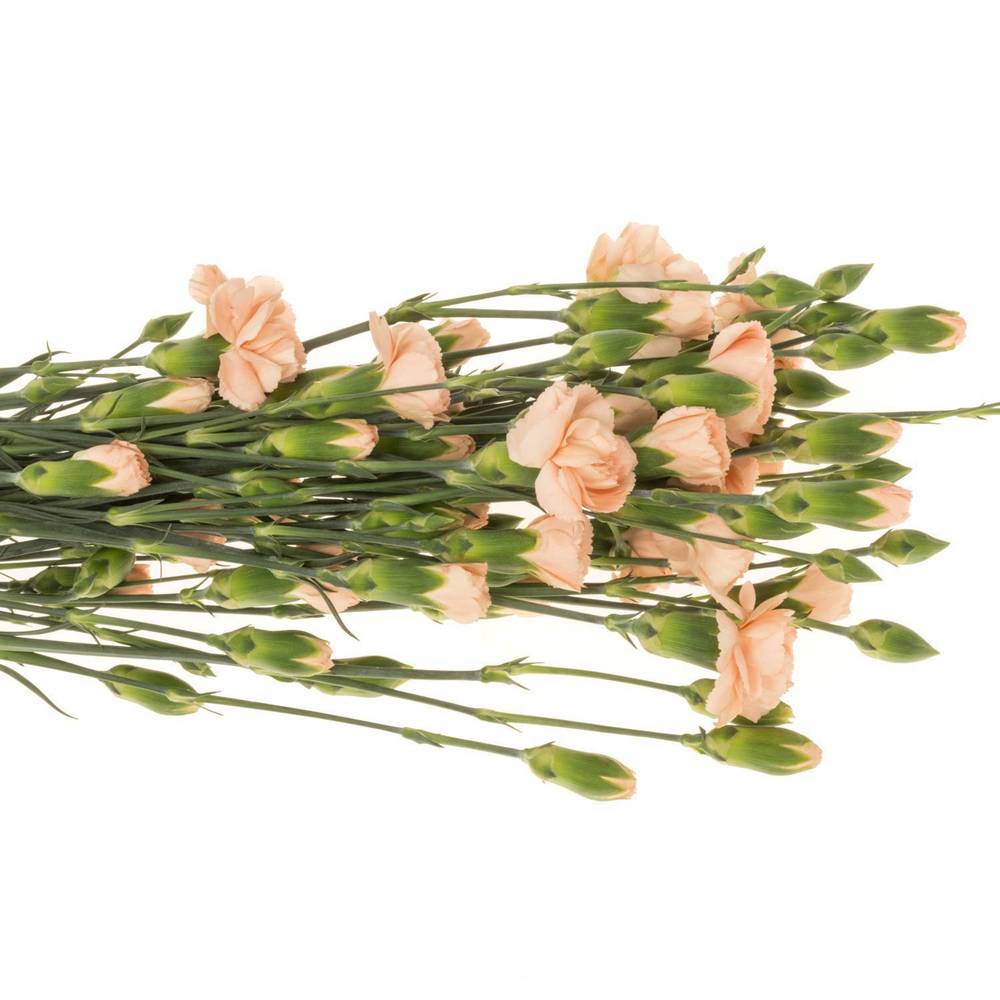 Spraynelke apricot Amelie Peach 60cm X20