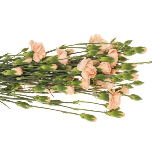 Spraynelke apricot Amelie Peach 60cm X20