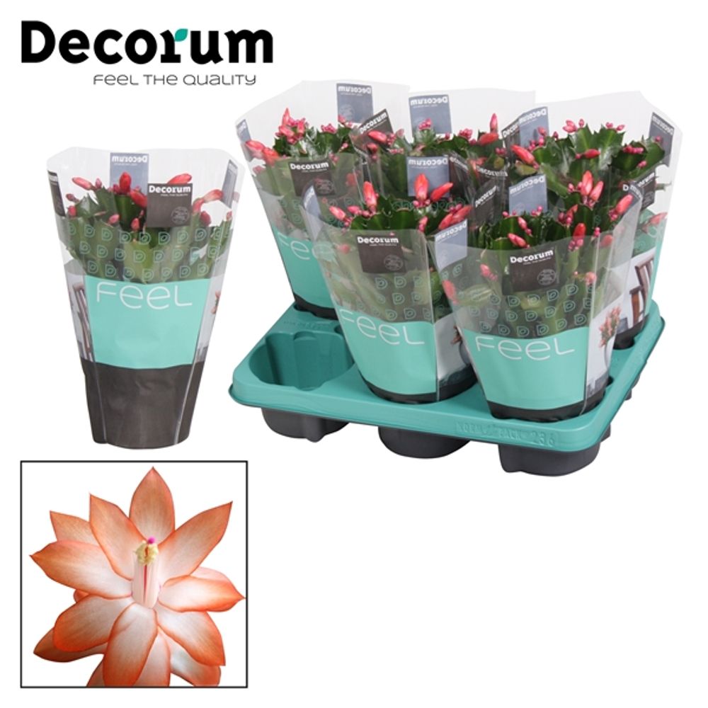 Schlumberg.orange T13 H028