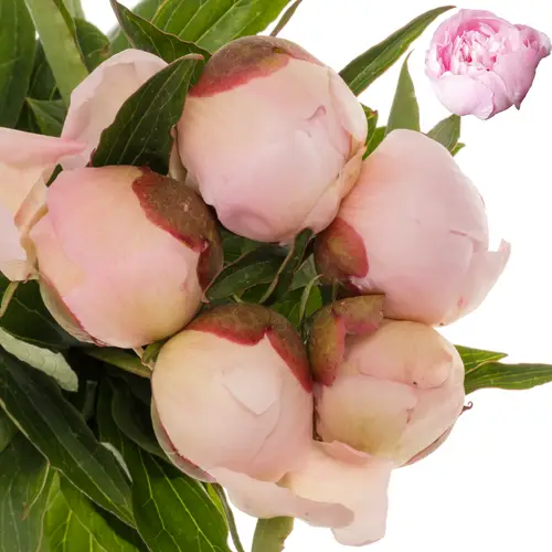 Pfingstrose hell rosa gefüllt Alertie 55cm
