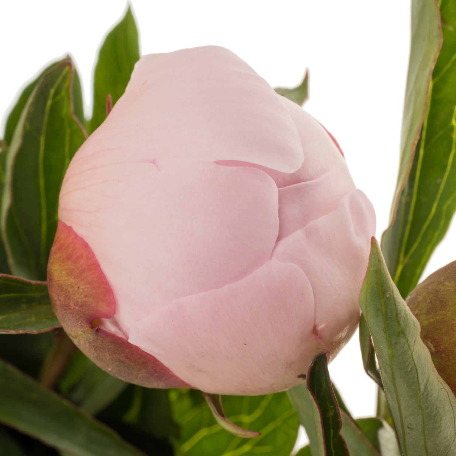 Pfingstrose hell rosa gefüllt Alertie 55cm
