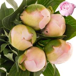 Pfingstrose hell rosa gefüllt Alertie 55cm