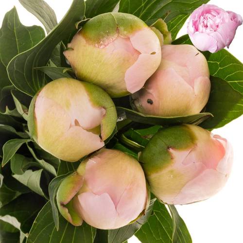Pfingstrose hell rosa gefüllt Alertie 55cm