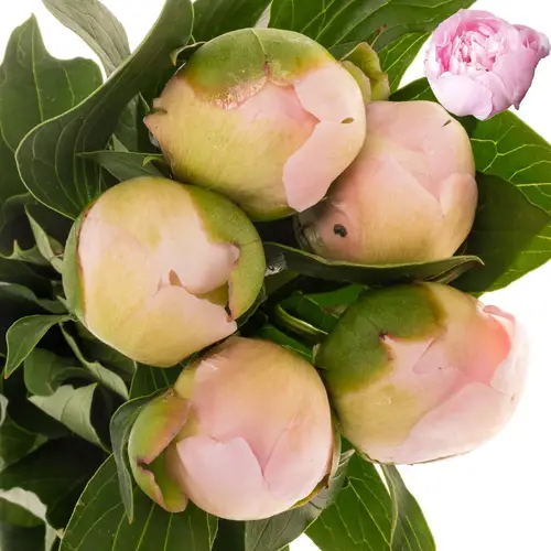 Pfingstrose hell rosa gefüllt Alertie 55cm