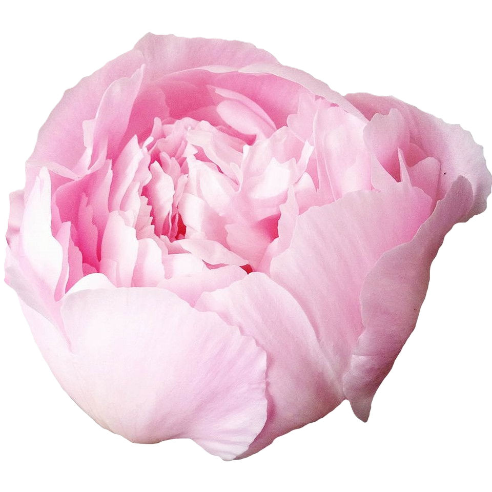 Pfingstrose hell rosa gefüllt Alertie 55cm