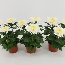 Chrys.Anastasia weiss T12 H030