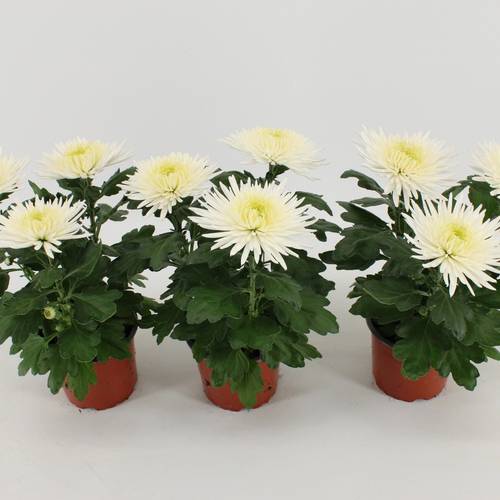 Chrys.Anastasia weiss T12 H030