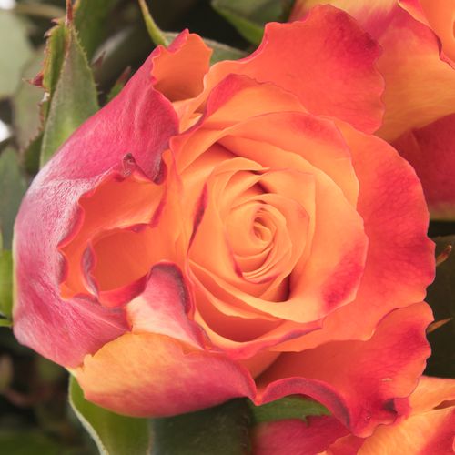 Rose orange Mariyo (Tima) 60cm 