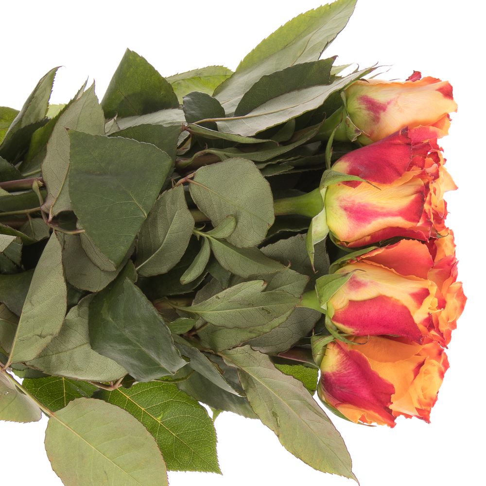 Rose orange Mariyo (Tima) 60cm 