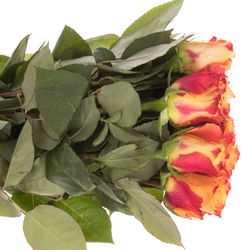 Rose orange Mariyo (Tima) 60cm 