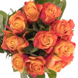 Rose orange Mariyo (Tima) 60cm 
