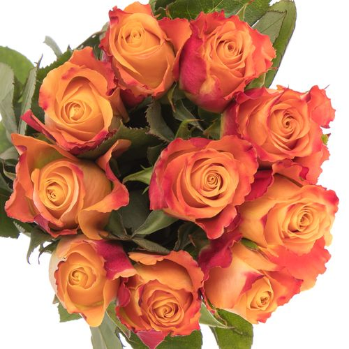 Rose orange Mariyo (Tima) 60cm 
