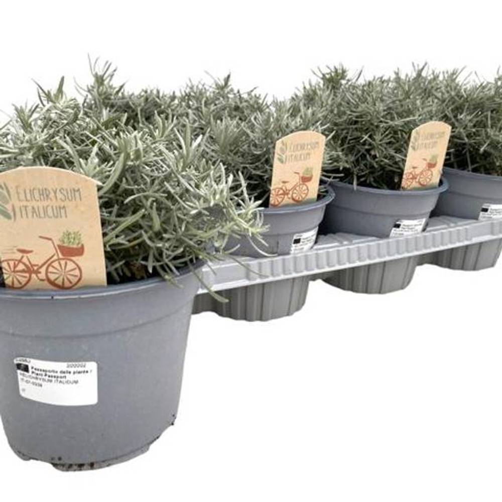 Helichrysum Itali. T14 H25