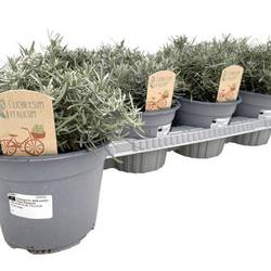 Helichrysum Itali. T14 H25