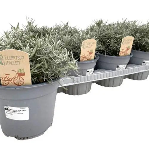 Helichrysum Itali. T14 H25
