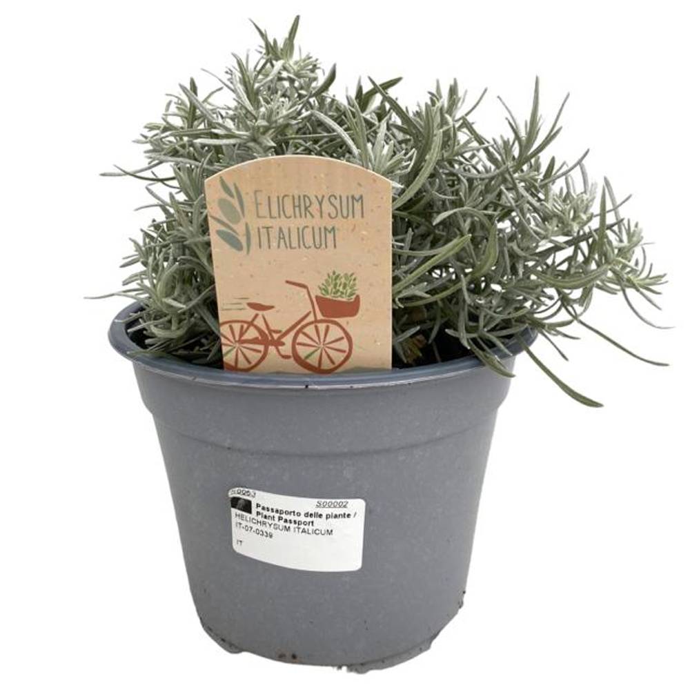 Helichrysum Itali. T14 H25