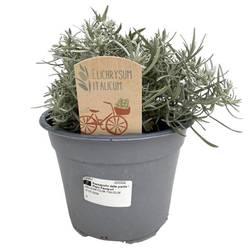 Helichrysum Itali. T14 H25