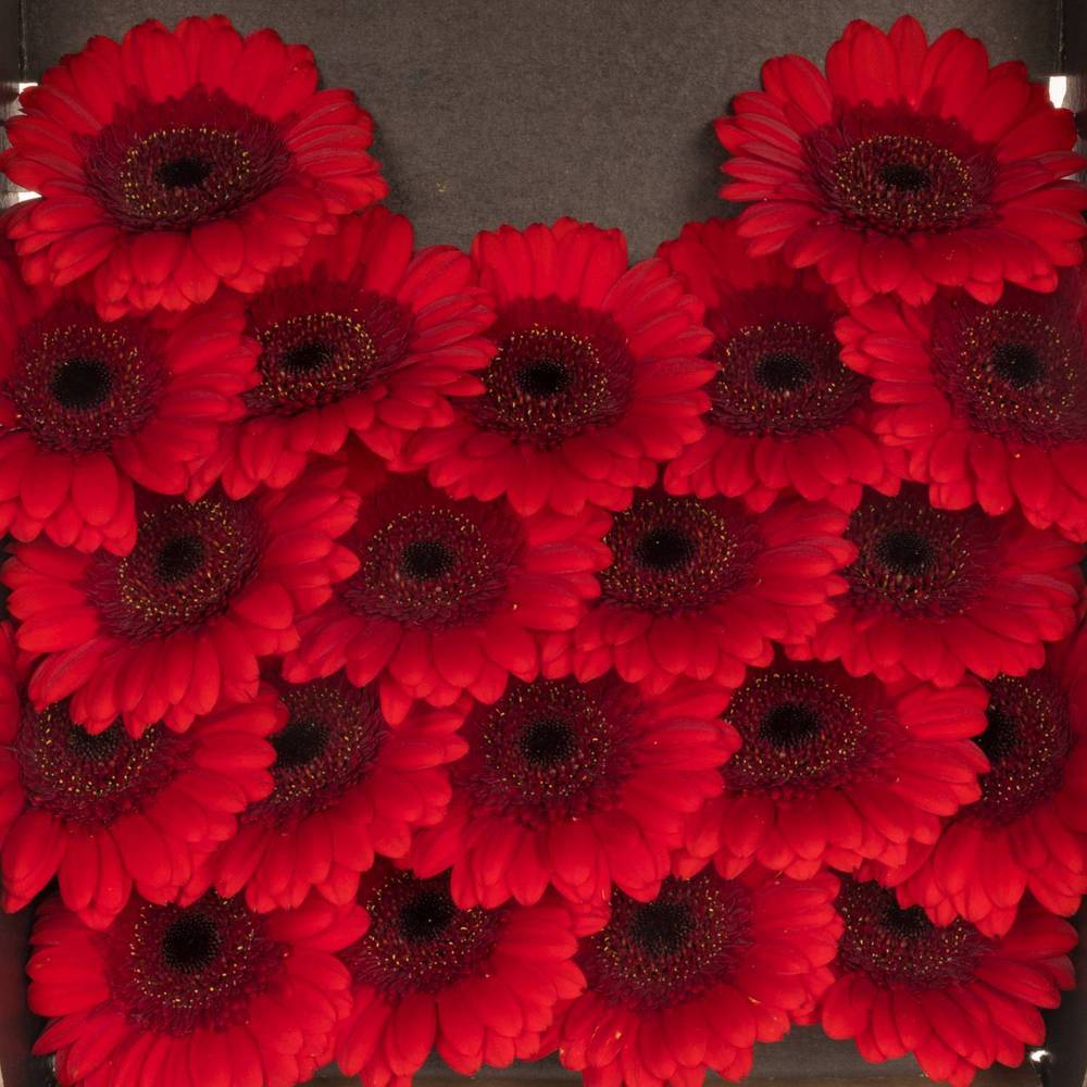 Germini rot Ruby Red