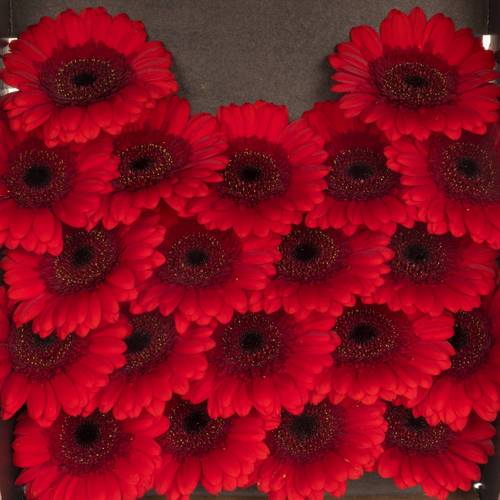 Germini rot Ruby Red