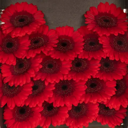 Germini rot Ruby Red