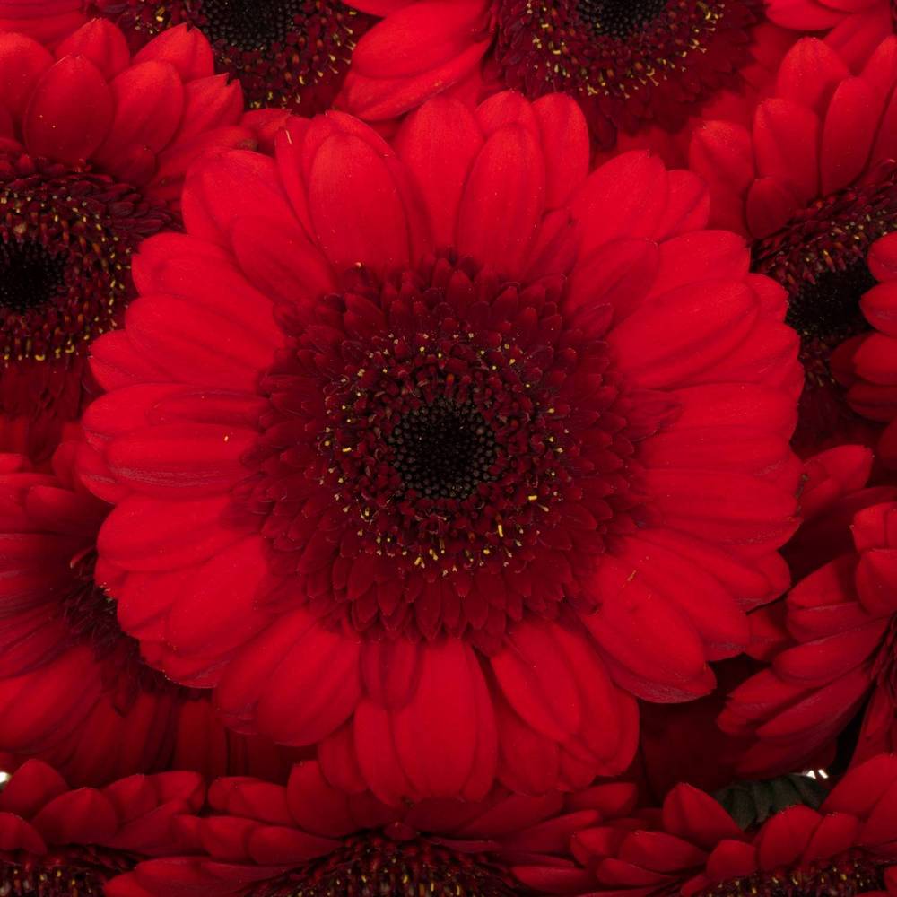 Germini rot Ruby Red