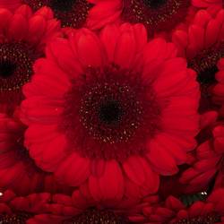 Germini rot Ruby Red