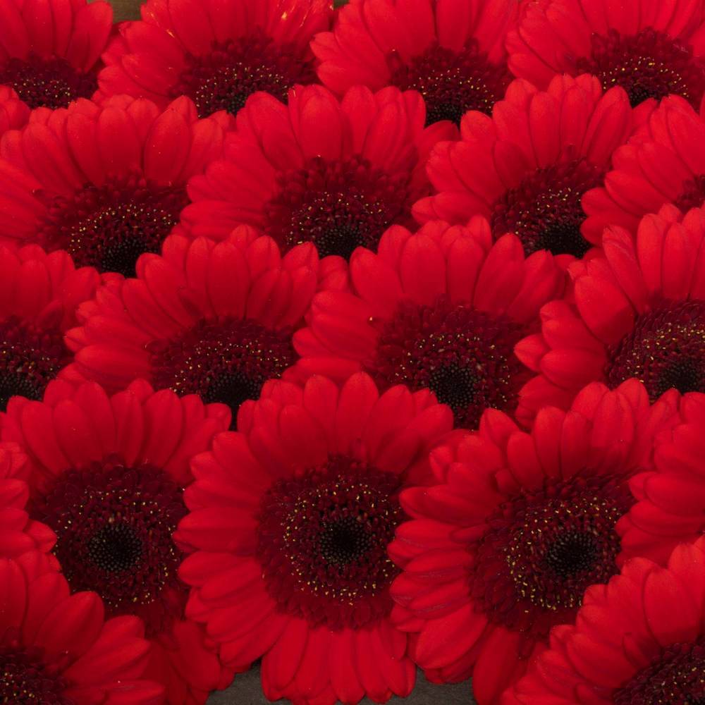 Germini rot Ruby Red
