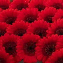 Germini rot Ruby Red