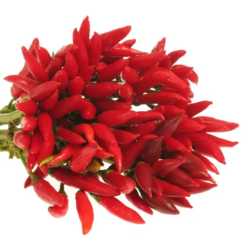 Zierpfeffer rot am Stiel 40cm 