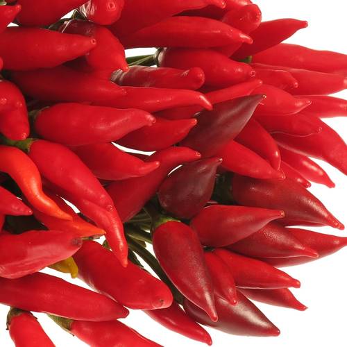 Zierpfeffer rot am Stiel 40cm 