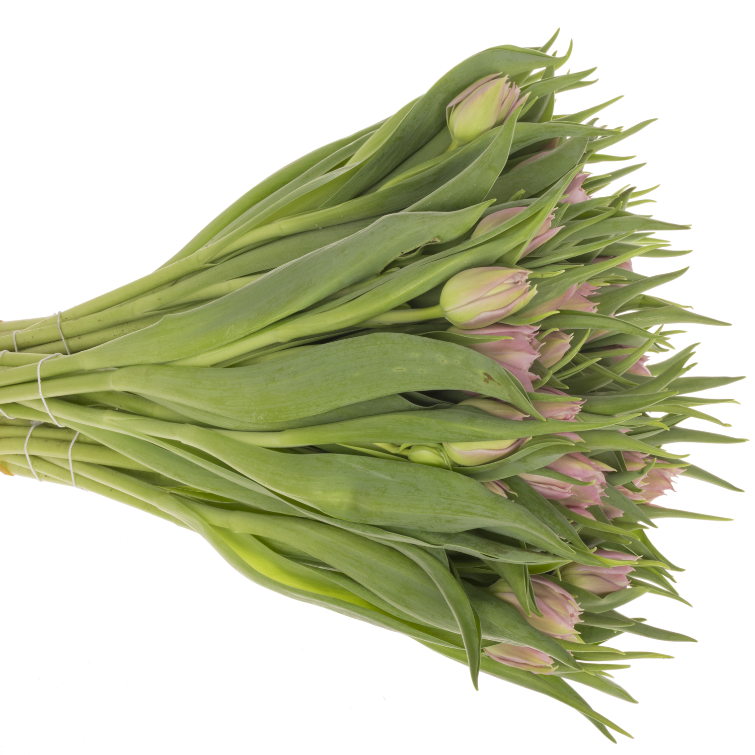 Tulpe rosa Salmon Price 32 Gramm