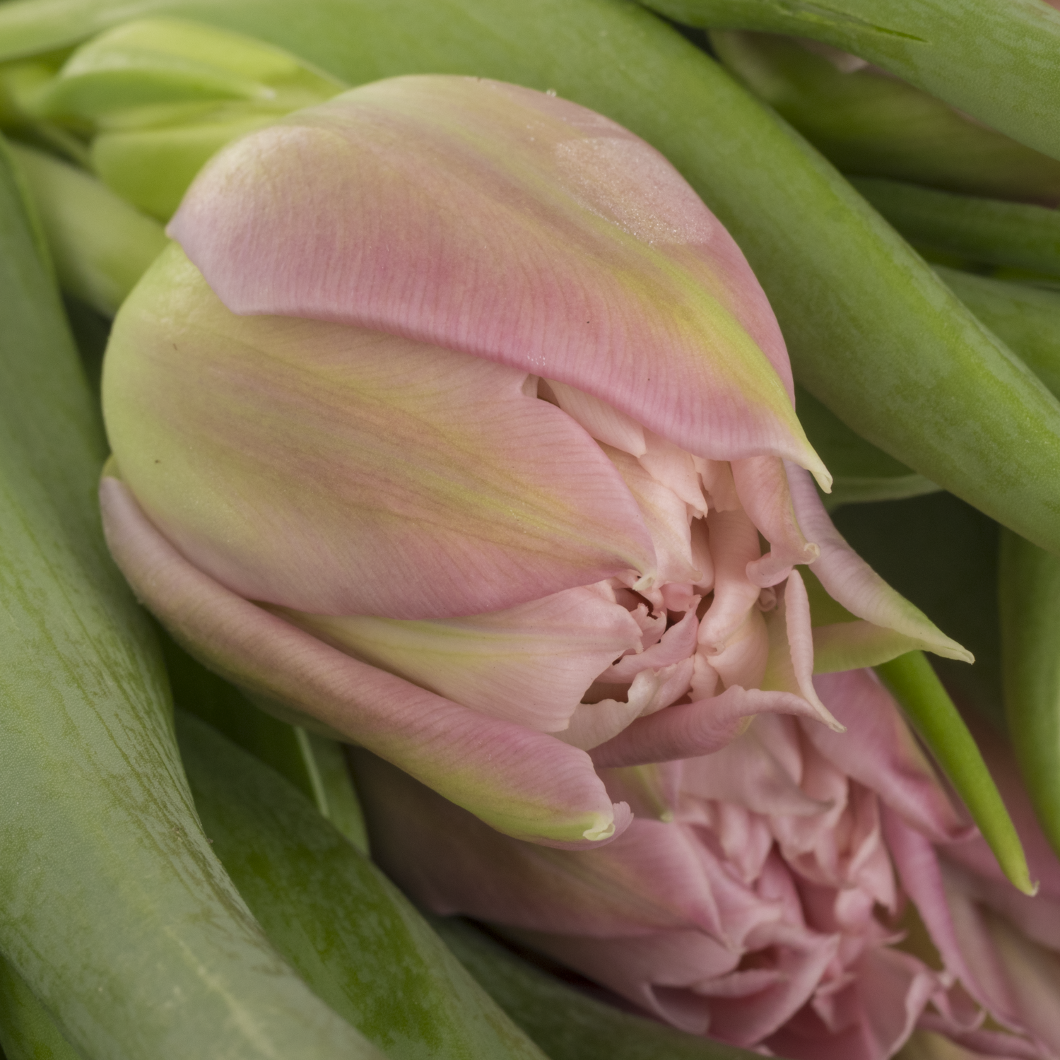 Tulpe rosa Salmon Price 32 Gramm