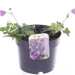 Geranium Rozanne lila T17 H025