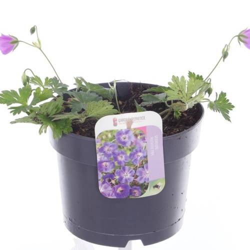 Geranium Rozanne lila T17 H025