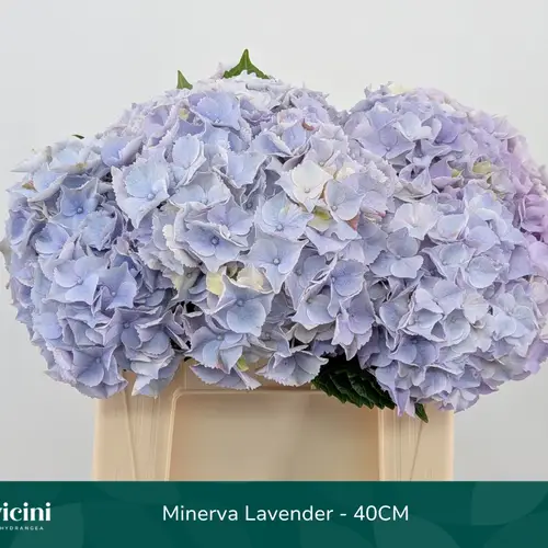 Hortensie milka Minerva Bol 16cm 40cm