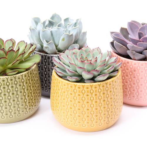 Echeveria mix im Brasil Keramik T15 H014