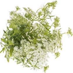 Ammi weiss Graceland 75cm