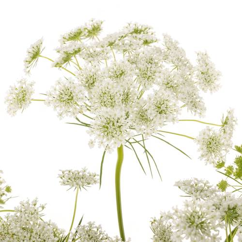 Ammi weiss Graceland 75cm