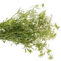 Ammi weiss Graceland 75cm